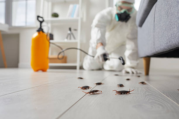 Commercial Kitchen Cockroach Control in Aiken